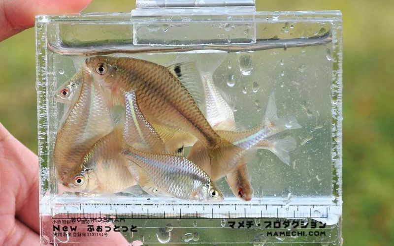 tanago fishing tanago fishing